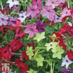 Garden Ready Bumper Collection -NAOMI Plant Shop GARD KB3132 D