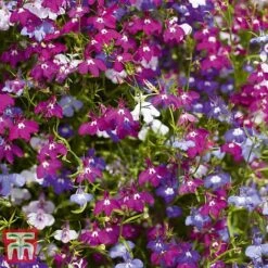 Garden Ready Bumper Collection -NAOMI Plant Shop GARD KB3132 F