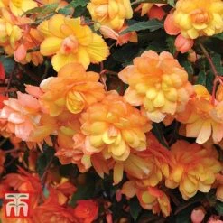 Garden Ready Bumper Collection -NAOMI Plant Shop GARD KB3132 G