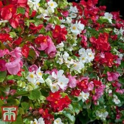 Garden Ready Bumper Collection -NAOMI Plant Shop GARD KB3132 H