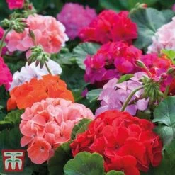 Garden Ready Bumper Collection -NAOMI Plant Shop GARD KB3132 J