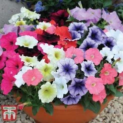 Garden Ready Bumper Collection -NAOMI Plant Shop GARD KB3132 K