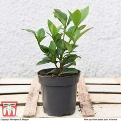 Gardenia 'Crown Jewels' -NAOMI Plant Shop GARD P94550 D1