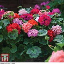 Garden Ready Container Collection -NAOMI Plant Shop GARD T57590P C