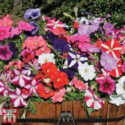 Garden Ready Container Collection -NAOMI Plant Shop GARD T57590P D