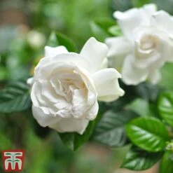 Gardenia 'Deluxe' -NAOMI Plant Shop GARD TKA2913 B