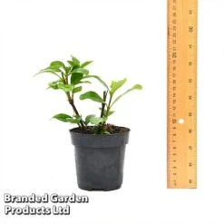 Gardenia 'Crown Jewels' -NAOMI Plant Shop GARD CROWNJ9CM T44317