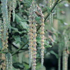 Garrya Elliptica -NAOMI Plant Shop GARR T44294 A h