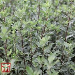 Garrya Elliptica -NAOMI Plant Shop GARR T44294 D