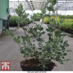 Garrya Elliptica -NAOMI Plant Shop GARR T44294 E