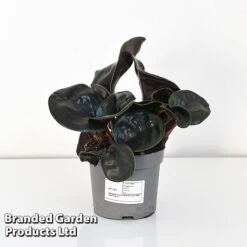 Geogenanthus Ciliatus 'Midnight Pearl' -NAOMI Plant Shop GEOG MIDNI13CM T44492