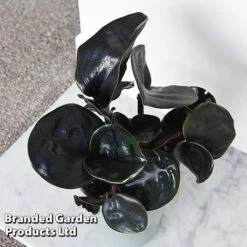 Geogenanthus Ciliatus 'Midnight Pearl' -NAOMI Plant Shop GEOG MIDNIGHTP T44495