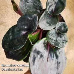 Geogenanthus Ciliatus 'Midnight Pearl' -NAOMI Plant Shop GEOG MIDNIGHTP WKF1191