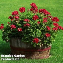 Geranium Giants Collection -NAOMI Plant Shop GERA GRANDVIOL L41307