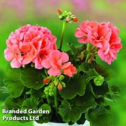 Geranium Giants Collection -NAOMI Plant Shop GERA GRCLSALMO S04734