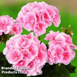 Geranium Giants Collection -NAOMI Plant Shop GERA GRCLSALMP S30743