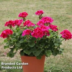 Geranium Giants Collection -NAOMI Plant Shop GERA POWERVIOL S14646