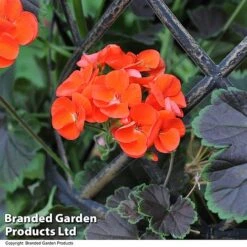 Geranium 'Tall Dark & Handsome Orange' -NAOMI Plant Shop GERA TALLDKHSM T23686