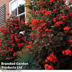 Geranium 'Tall Dark & Handsome Orange' -NAOMI Plant Shop GERA TALLDKHSM T33985