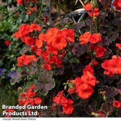 Geranium 'Tall Dark & Handsome Orange' -NAOMI Plant Shop GERA TALLDKHSM T33987