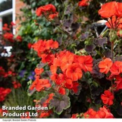 Geranium 'Tall Dark & Handsome Orange' -NAOMI Plant Shop GERA TALLDKHSM T33988