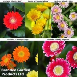Gerbera Garvinea 'Cheeky Collection' -NAOMI Plant Shop GERBERA COLL
