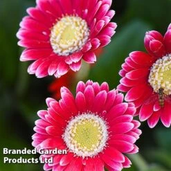 Gerbera Garvinea 'Cheeky Collection' -NAOMI Plant Shop GERB CHEEKMAGE A