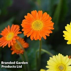 Gerbera Garvinea 'Cheeky Collection' -NAOMI Plant Shop GERB CHEEKORAN D