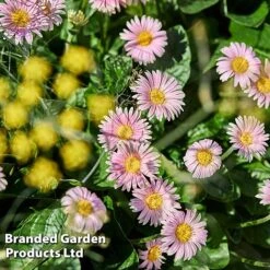 Gerbera Garvinea 'Cheeky Collection' -NAOMI Plant Shop GERB CHEEKPINK F