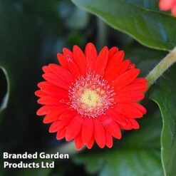Gerbera Garvinea 'Cheeky Collection' -NAOMI Plant Shop GERB CHEEKRED G