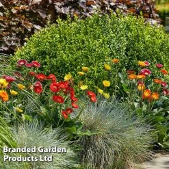Gerbera Garvinea 'Cheeky Collection' -NAOMI Plant Shop GERB CHEEKYMIX S49056