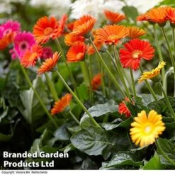 Nurserymans Choice Gerbera Garvinea