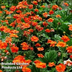 Perennial Collection -NAOMI Plant Shop GEUM MRSBRADSH L3401311