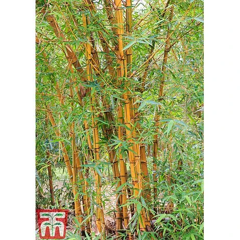 Golden Bamboo 2 Golden Bamboo - Image 2
