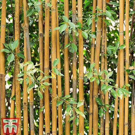 Golden Bamboo 3 Golden Bamboo - Image 3