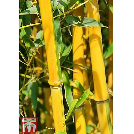Golden Bamboo 1 Golden Bamboo
