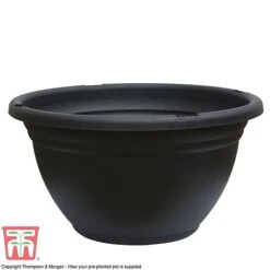 Primrose 'Arizona Bicolor' (Pre-Planted) -NAOMI Plant Shop GR POT NEW