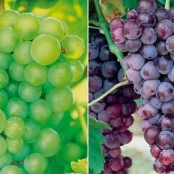 Grape Collection