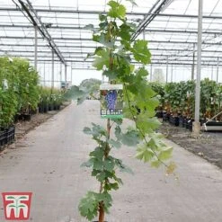 Grape 'Cabernet Sauvignon' -NAOMI Plant Shop GRAP TKA3700 A