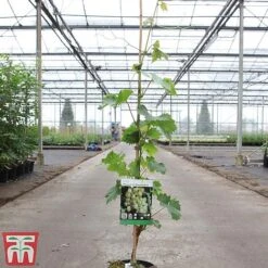 Grape 'Muscat Of Alexandria' -NAOMI Plant Shop GRAP TKA3710 A