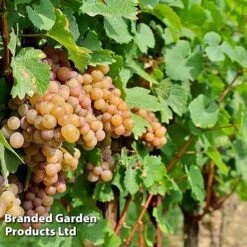 Grape 'Trio Mix' -NAOMI Plant Shop GRAP PINOTGRIS W509901