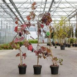 Grape 'Purpurea' -NAOMI Plant Shop GRAP PURPURE2L S52477 NOW