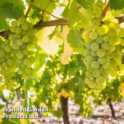 Grape 'Duo Mix' -NAOMI Plant Shop GRAP SAUVIGNON W509911
