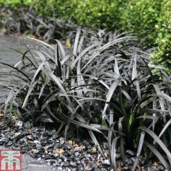 Grass Collection -NAOMI Plant Shop GRAS T58571P C