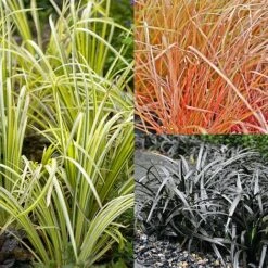 Grass Collection -NAOMI Plant Shop GRAS T58571P NOW1