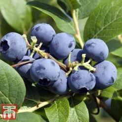 Grow Your Own Bumper Pack -NAOMI Plant Shop GROW WKB9279 D