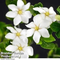 Gardenia Jasminoides 'Kleim's Hardy'
