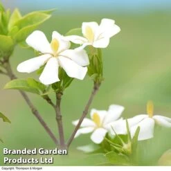 Gardenia Jasminoides 'Kleim's Hardy' -NAOMI Plant Shop Gardenia kleim 3