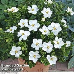 Gardenia Jasminoides 'Kleim's Hardy' -NAOMI Plant Shop Gardenia kleim 4