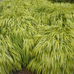 Hakonechloa Macra 'Aureola' -NAOMI Plant Shop HAKO T58374 B h